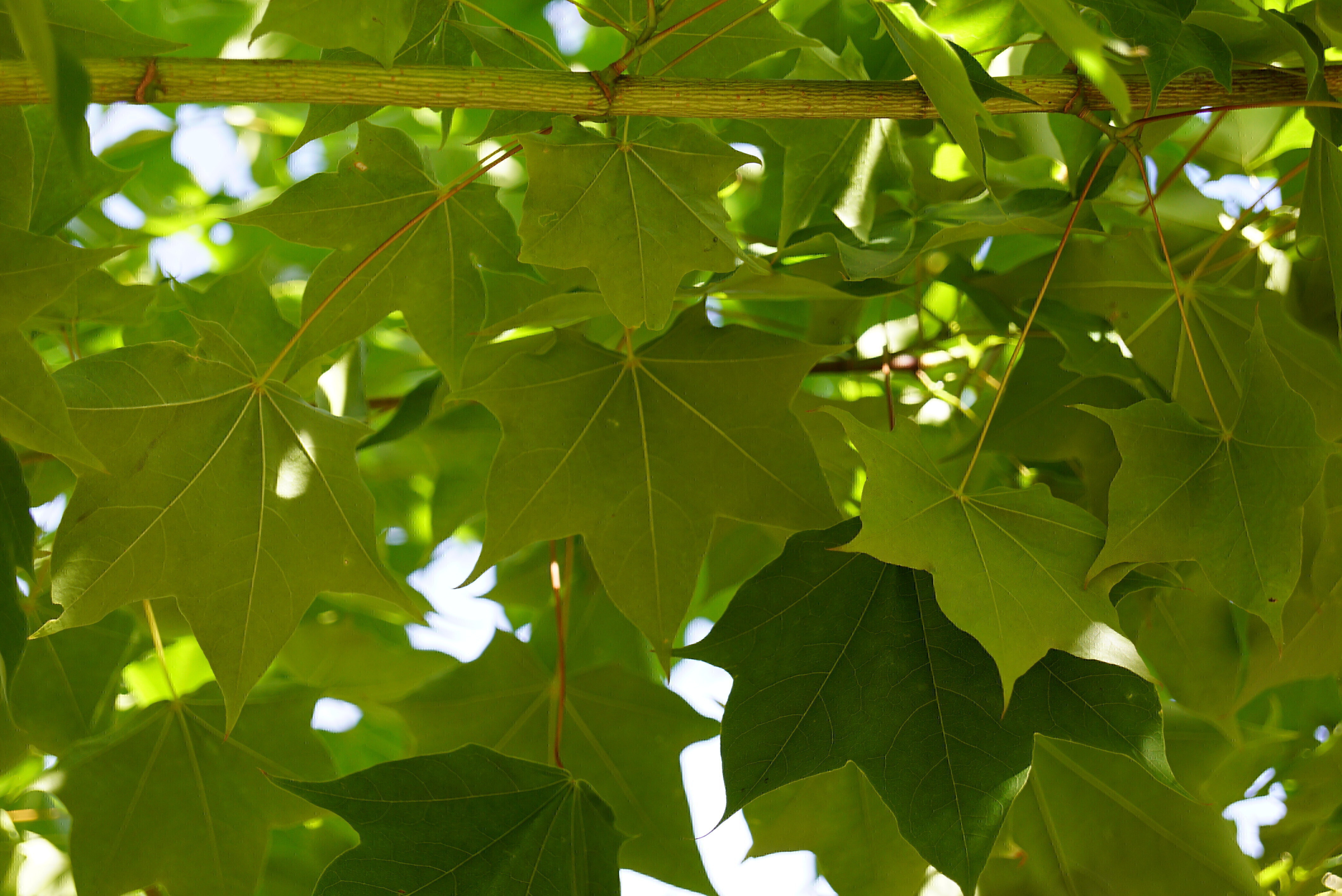 Acer cappadocicum 'Rubrum' (2)-1